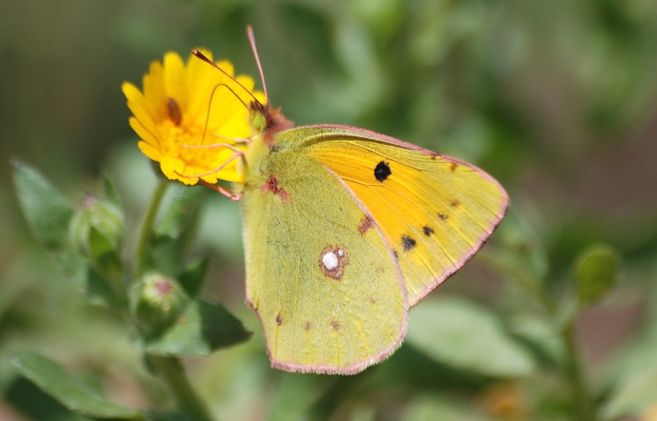 Colias crocea femmina